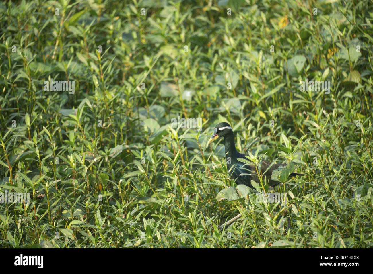 Ein bronzefarbenes Jacana (Metopidius indicus), Gazipur, Bangladesch Stockfoto