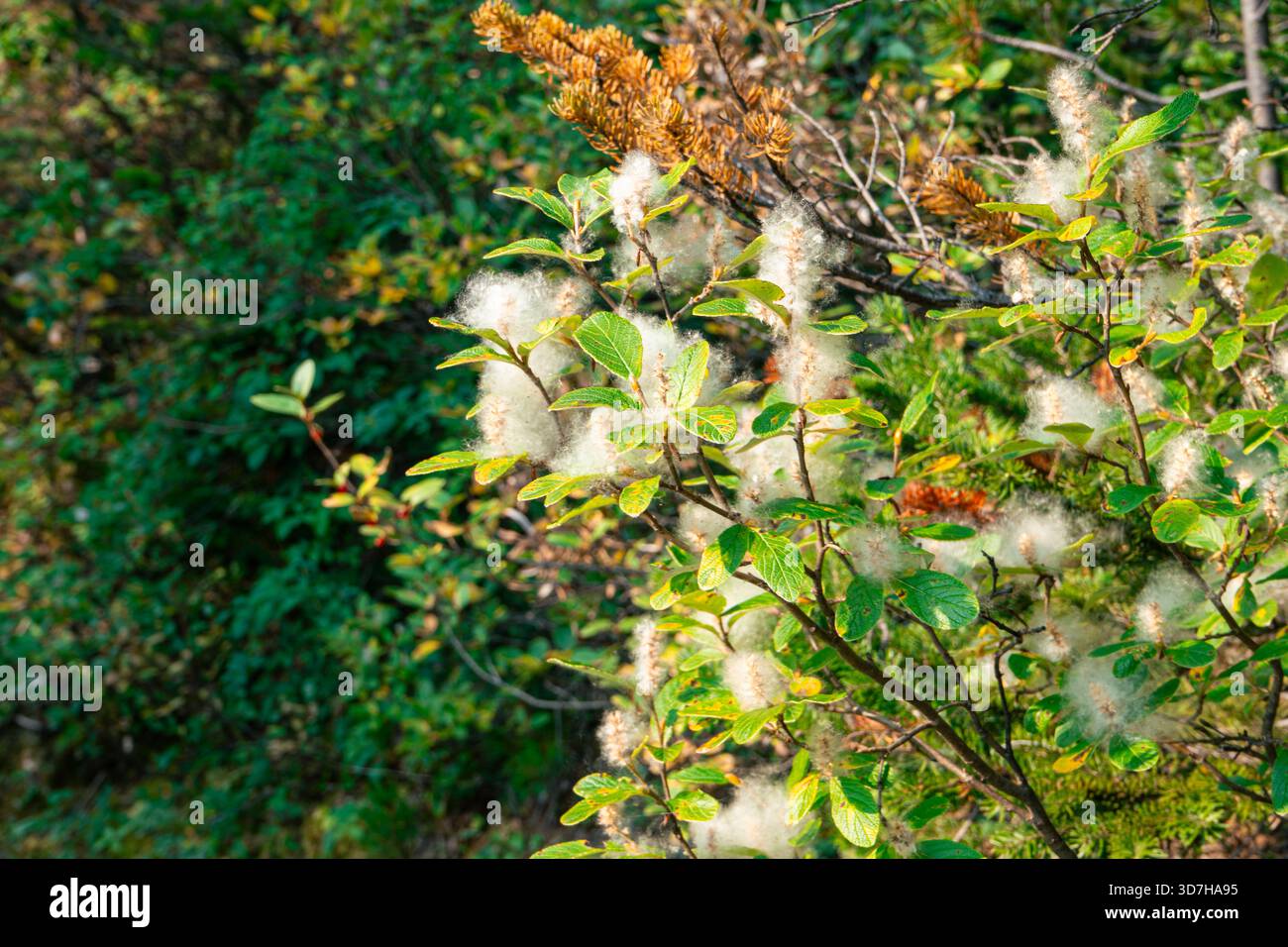 Cottonwood Baumflaume mit grünen Blättern mit weichen hellen und braunen Zweigen. Bergsee, BC Stockfoto