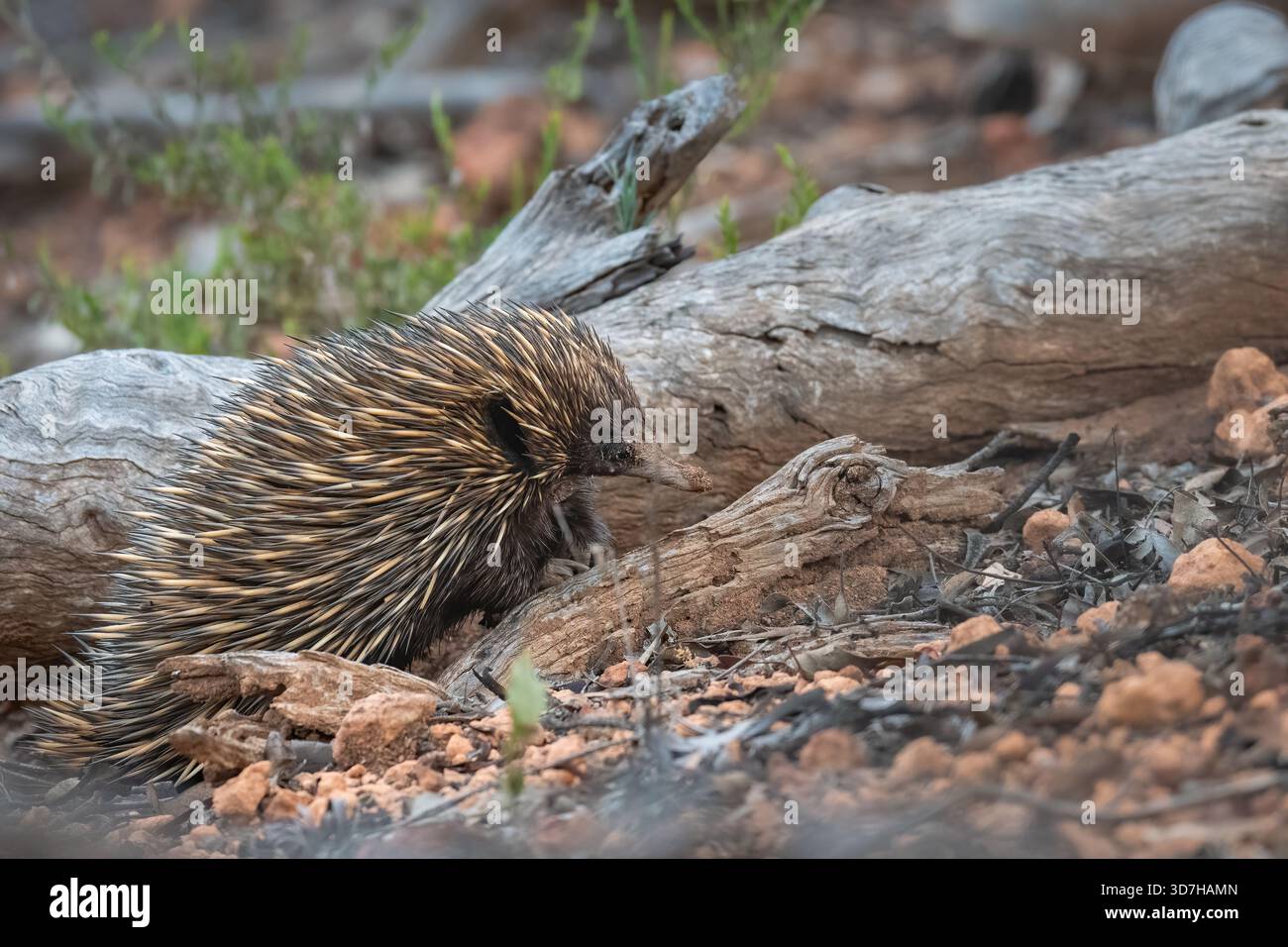 Kurzschnabelechidna (Tachyglossus aculeatus), Dryandra Woodland, Western Australia. Ungewöhnliches Eisäugetier aus Australien. Stockfoto