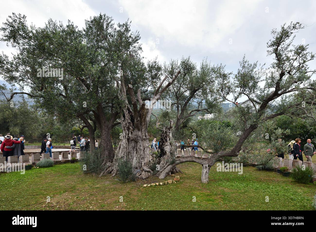 Stara Maslina, 2550 Jahre alter Olivenbaum in Bar, Montenegro. Stockfoto