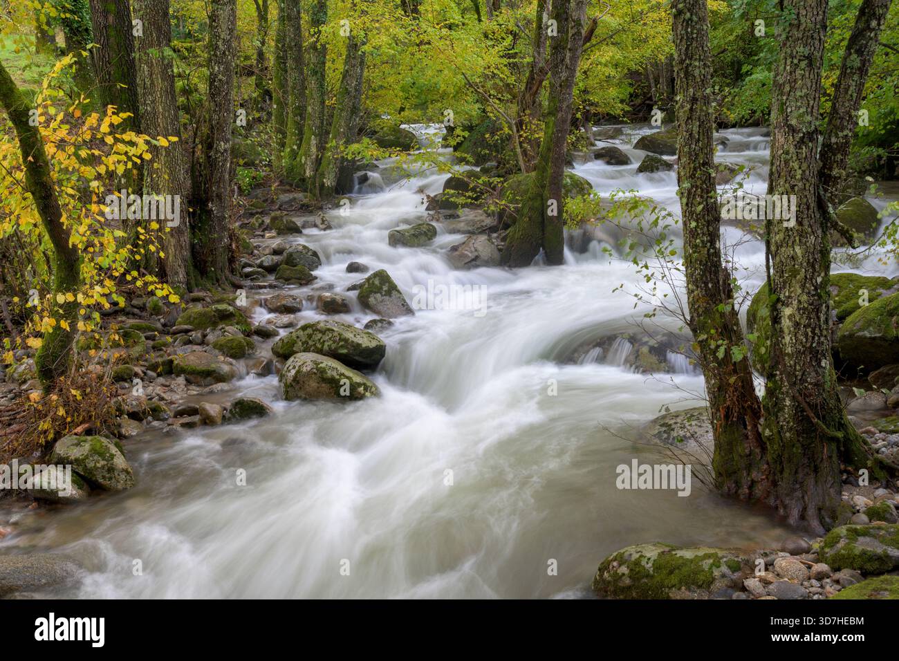 Horizontale Langzeitbelichtung eines schnell fließenden Gebirgsflusses mit seidenem Weißwasser. Der Fluss ist von moosigen Felsen und Bäumen mit Grün und Gelb umgeben Stockfoto