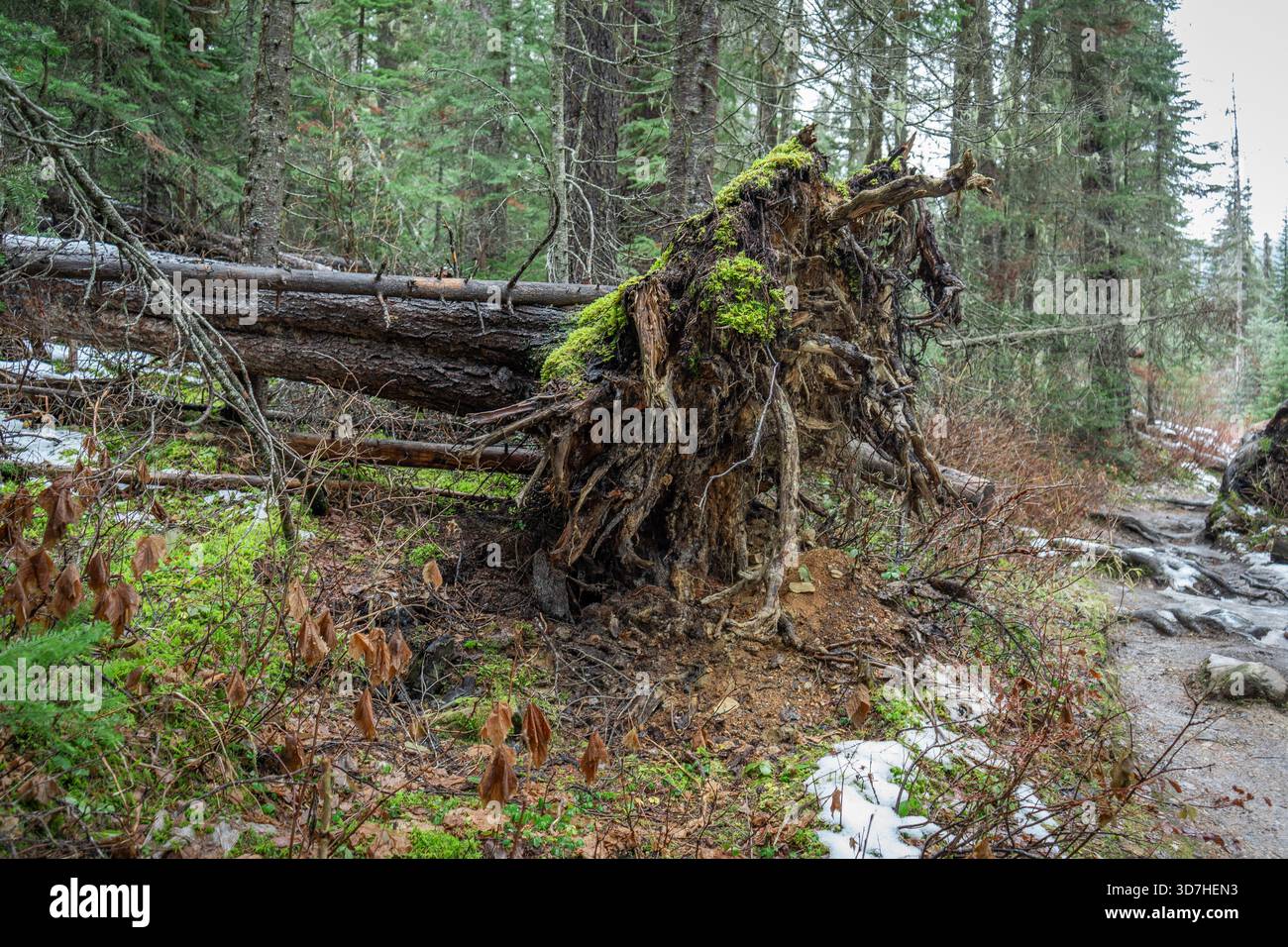 Ein gefallener Baum liegt entwurzelt, bedeckt mit hellem Moos, in der Waldszene. Emerald Lake, BC Stockfoto