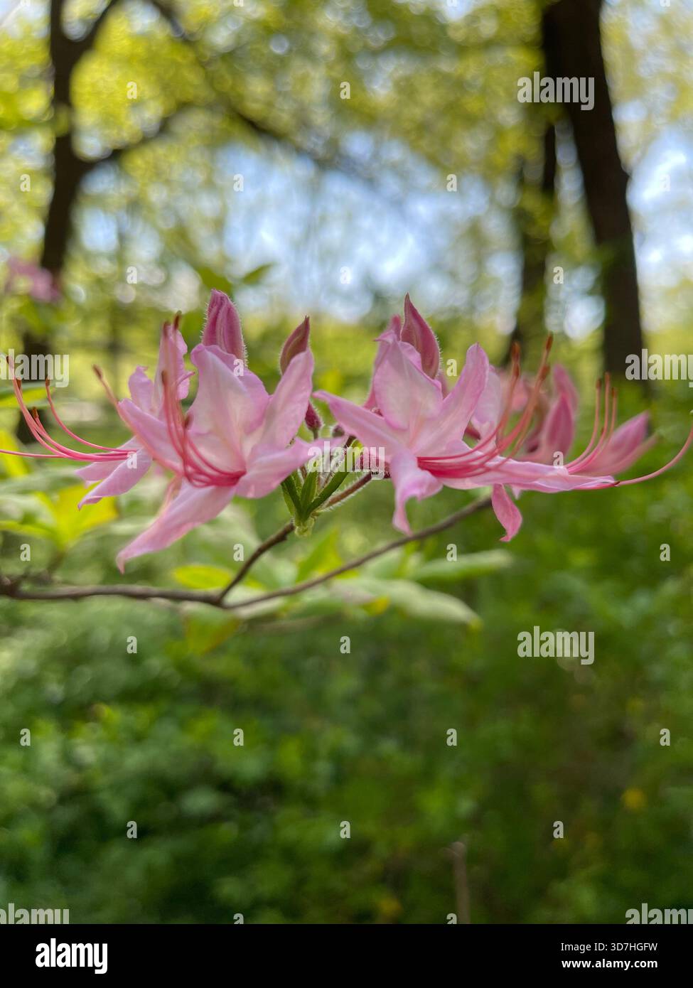 Der Central Park strahlt mit dem sanften Charme des rosafarbenen Rhododendron Prinophyllum aus. - Smartphone-aufgenommenes Stockfoto