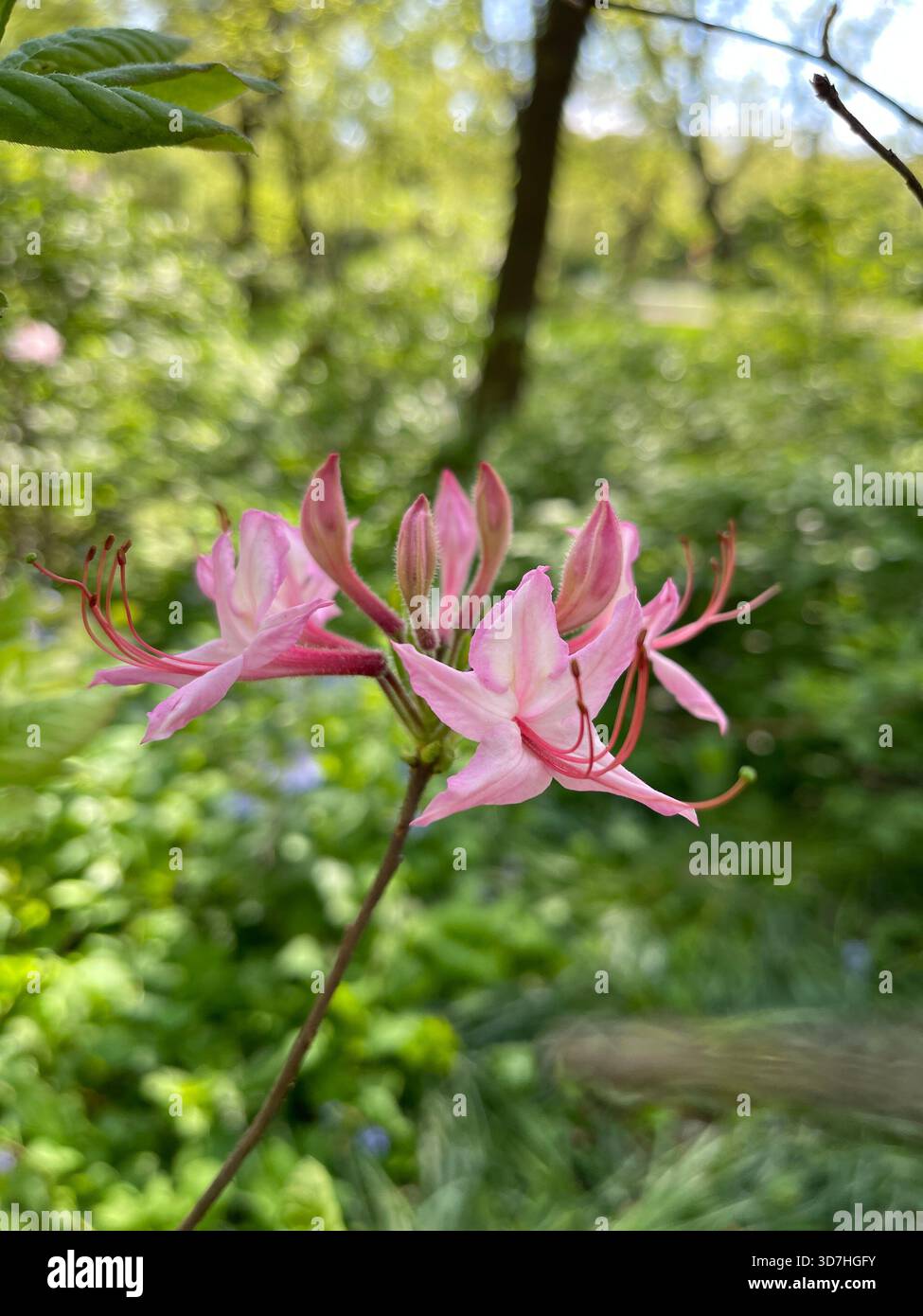 Der Central Park strahlt mit dem sanften Charme des rosafarbenen Rhododendron Prinophyllum aus. - Smartphone-aufgenommenes Stockfoto