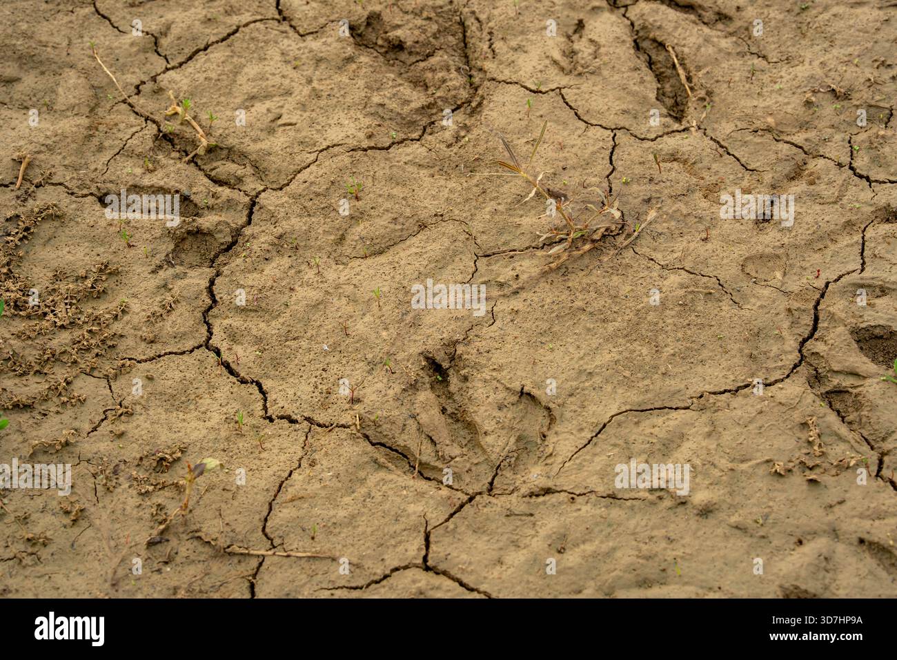 Getrocknete Kängurupfoten-Abdrücke, gebacken in hartem, trockenem Ton aus einer früheren feuchten Periode in der Nähe einer Wasserquelle Stockfoto