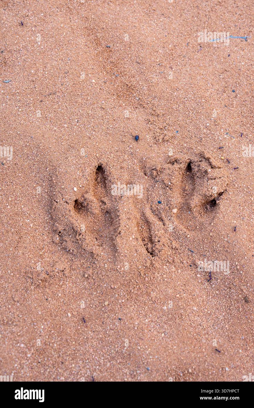 Getrocknete Kängurupfenabdrücke in den sandigen Schwemmböden in der Nähe von Gilgandra in New South Wales, Australien Stockfoto
