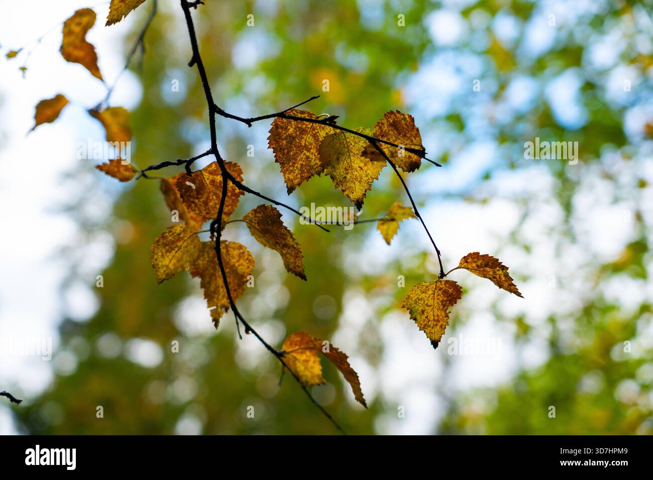 Aus nächster Nähe sehen Sie gelbe Birkenblätter auf einem dunklen Zweig, vor einem hellen, verschwommenen Himmel und einem grün-gelben Herbstdach. Stockfoto