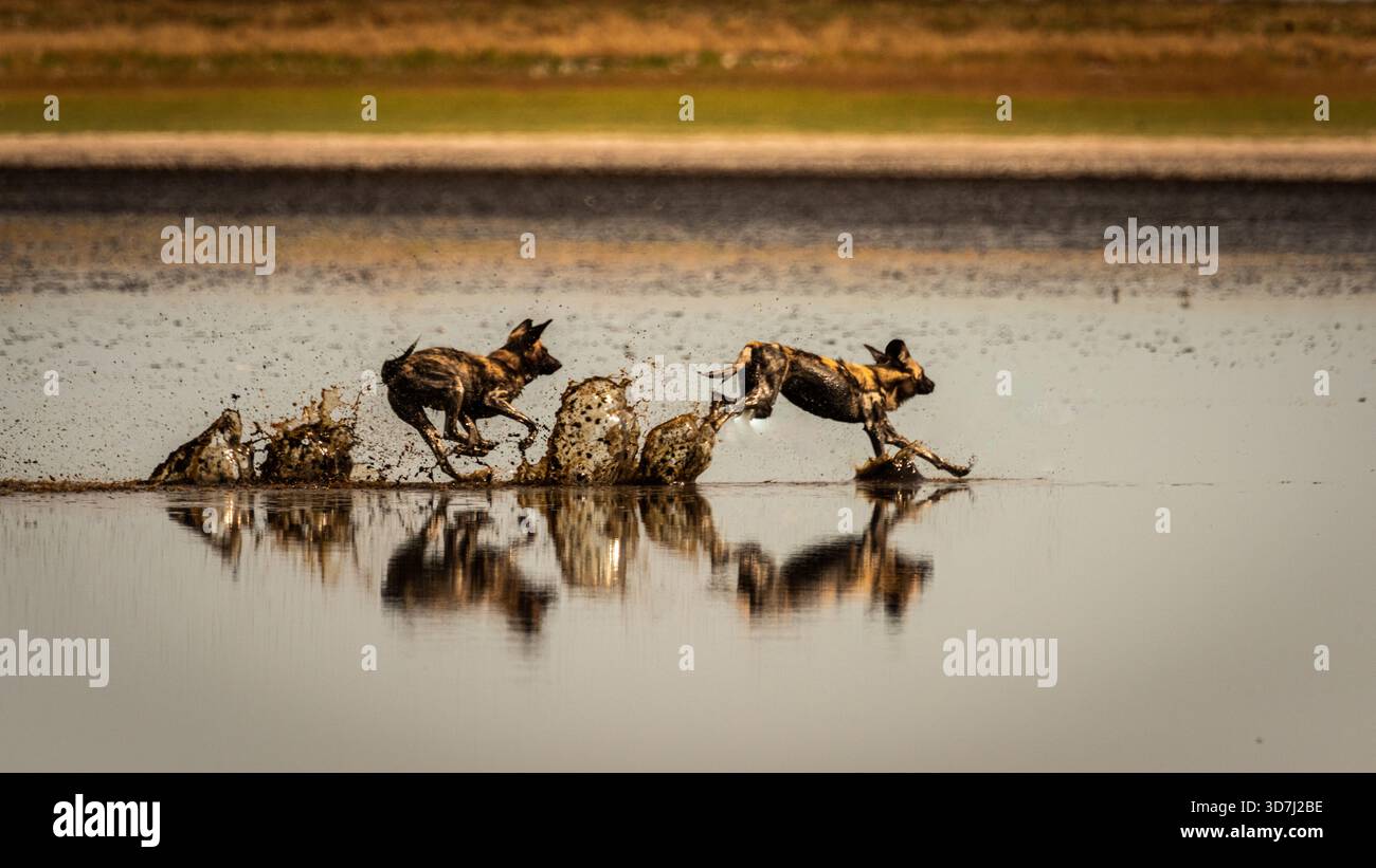 Es ist selten, afrikanische Wildhunde in der afrikanischen Wildnis zu sehen. Wir sahen 3 an einem Tag. Zwei wilde Hunde jagen einander entlang des flachen Wassers. Stockfoto