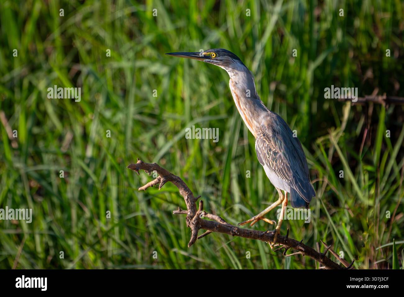 Streifenreiher (Butorides striata), hoch am Fluss Stockfoto