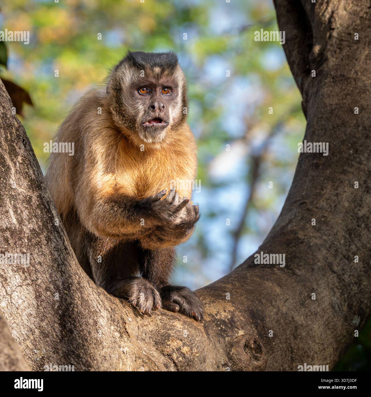 Kapuzineraffe, Cebus capucinus, sitzt in einem Baum Stockfoto