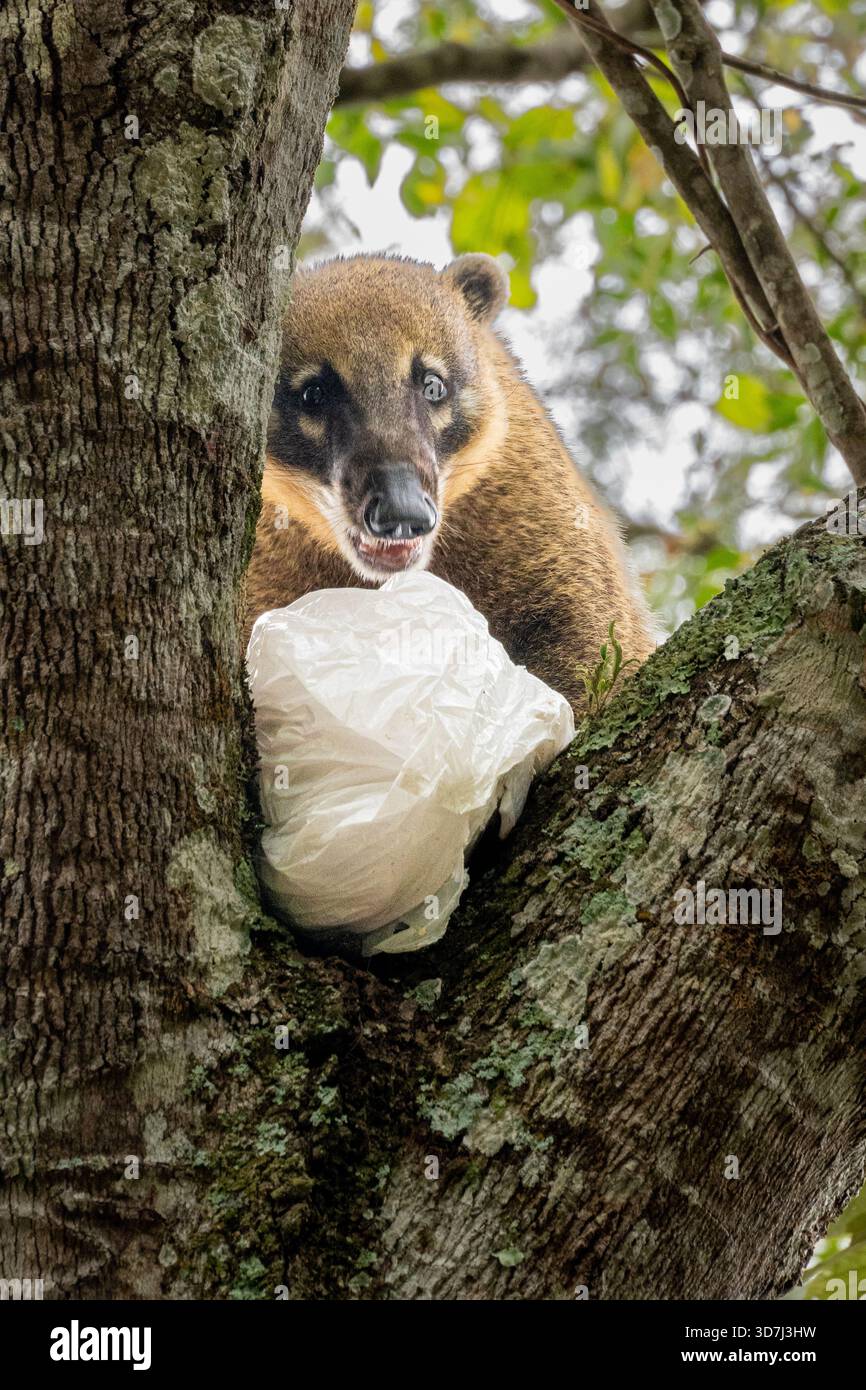 Coati sucht nach Essen, Iguazu Falls, Argentinien Stockfoto