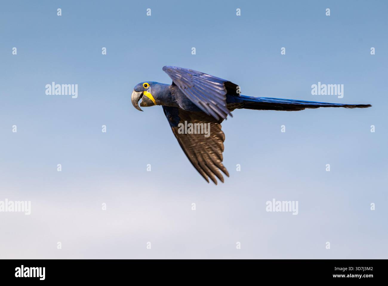 Hyazinthenaras (Anodorhynchus hyacinthinus) im Flug. Stockfoto