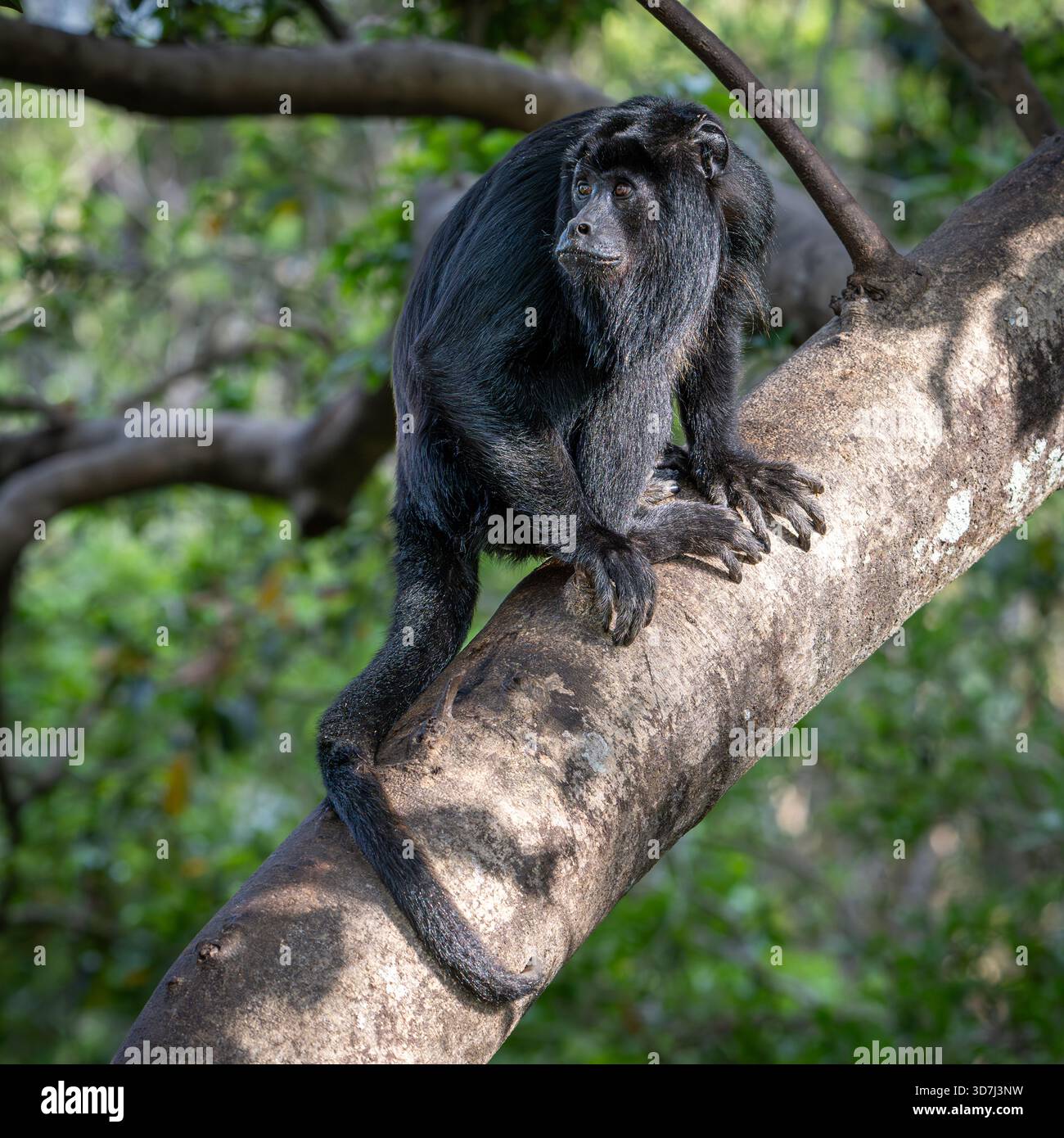 Brüllaffen männlich im Pantanal, Brasilien Stockfoto