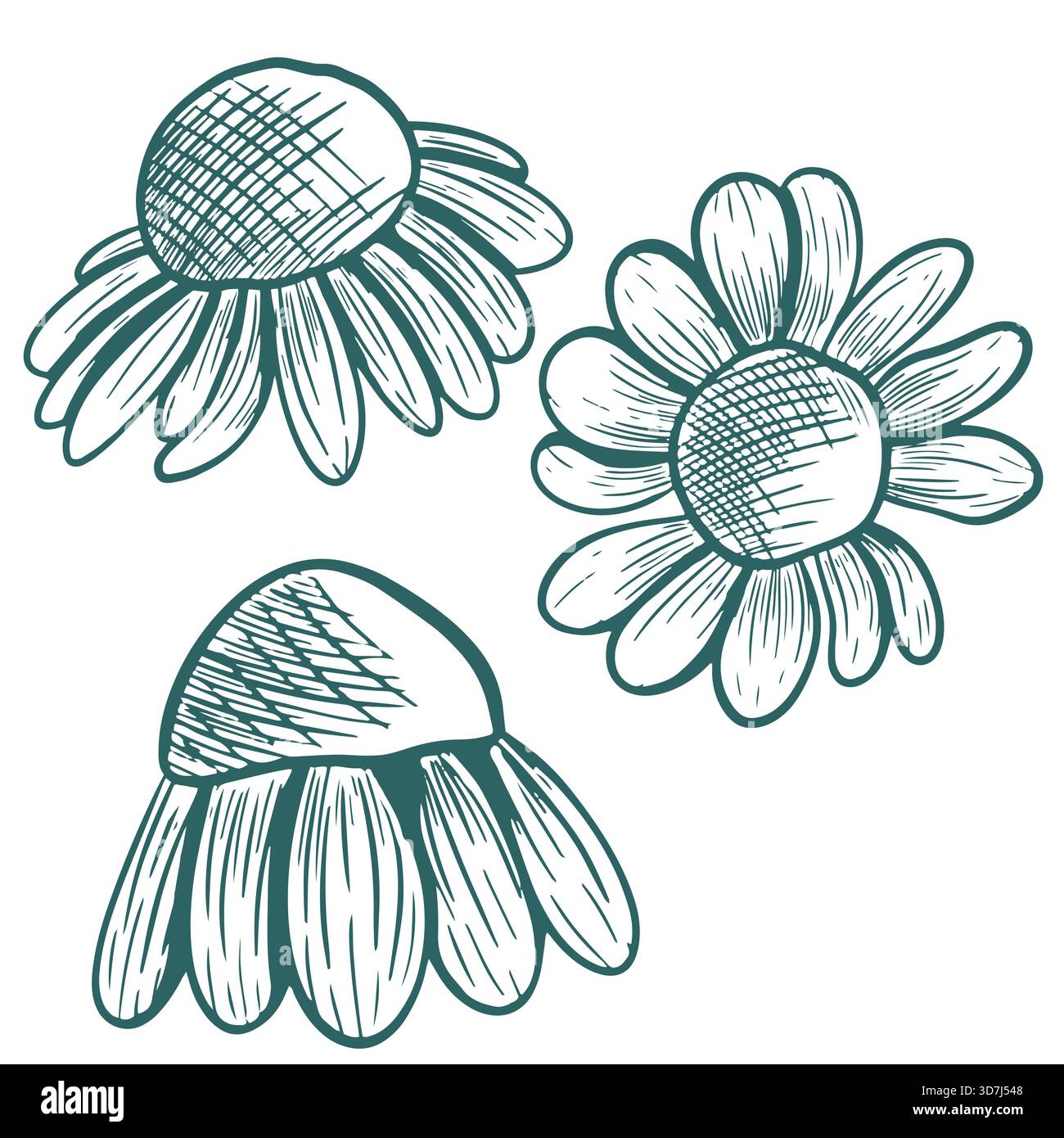 Vektordarstellung einer Kamille. Handgezeichnete Linienkunst in transformativem Petrol. Das Design ist von Kräutergravuren inspiriert. Botanische Skizze von chamo Stockfoto