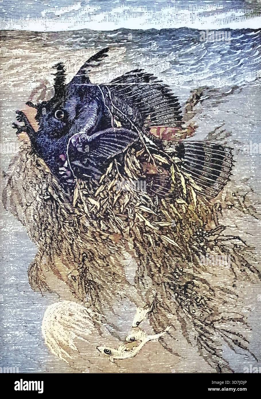 Anglerfisch oder Antennarius, in seinem Nest aus Golfkraut, der Sargassosee, um 1870, dem westlichen Atlantik, digitale Reproduktion einer historischen Stockfoto