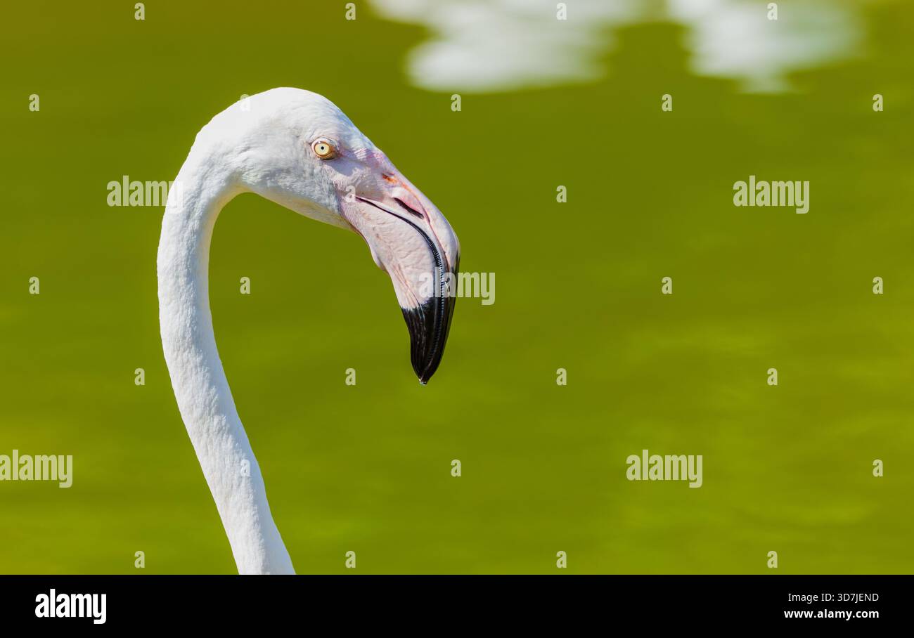 Nahaufnahme des großen Flamingos (Phoenicopterus roseus) mit geschwungenem Hals und schwarzem Schnabel vor verschwommenem grünem Hintergrund. Stockfoto