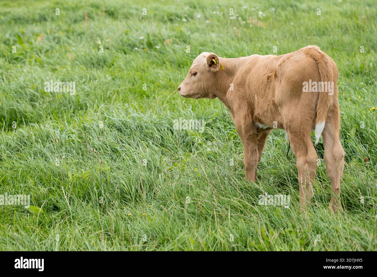 Neugeborenes Kalb, stehend auf üppig grünem Grasfeld, Seitenansicht Stockfoto