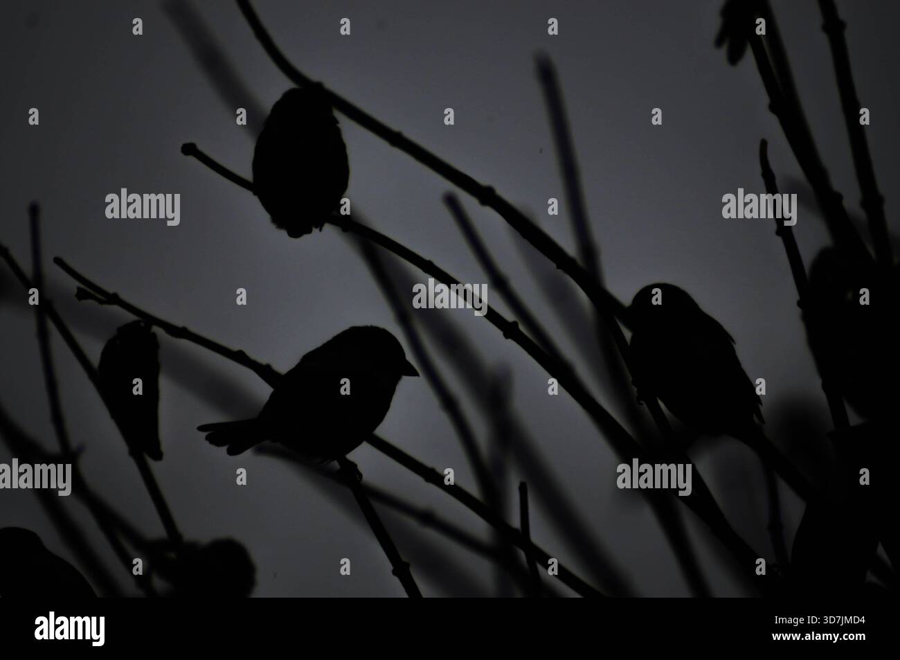 Dunkles, stimmungsvolles Foto von Vögeln auf Ästen vor einem dramatischen Himmel. Stockfoto