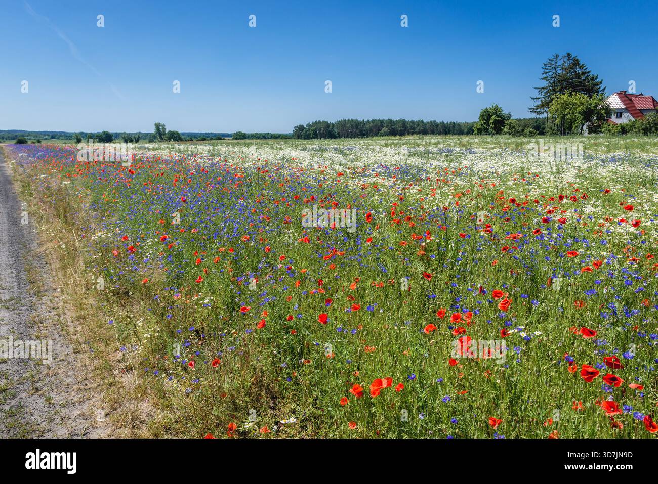 Wiese mit Centaurea cyanus papaver Rhoeas Blumen neben der Straße nach Modlimowo-Dorf innerhalb des Kreises Gryfice, Westpomeranisch der polnischen Wojewo-Region Stockfoto