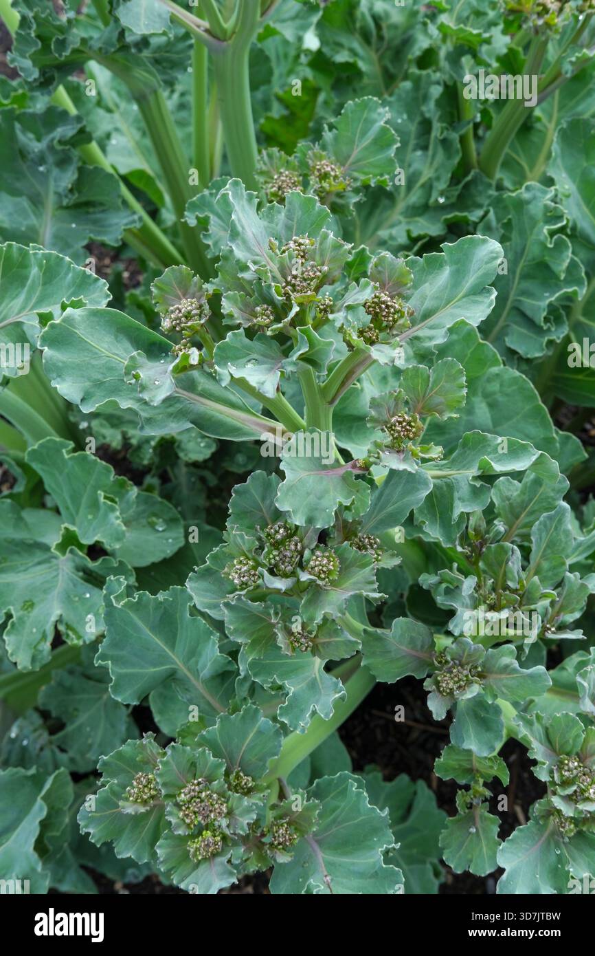 Meerkohl angers, Crambe Maritima Angers, dunkelgrüne Blätter, Blütenknospen Stockfoto