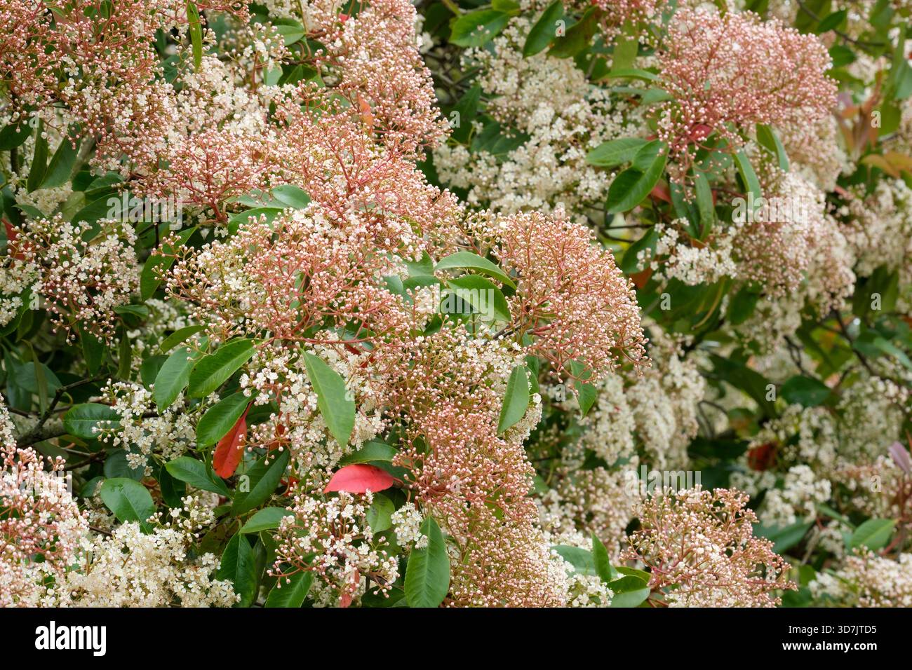 Photinia red robin strauch -Fotos und -Bildmaterial in hoher Auflsung   Alamy