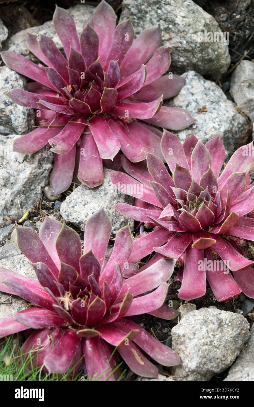 Sukkulenten Pflanzen Houseleeks Sempervivum „Copper Canyon“, die in Steingarten wachsen Stockfoto