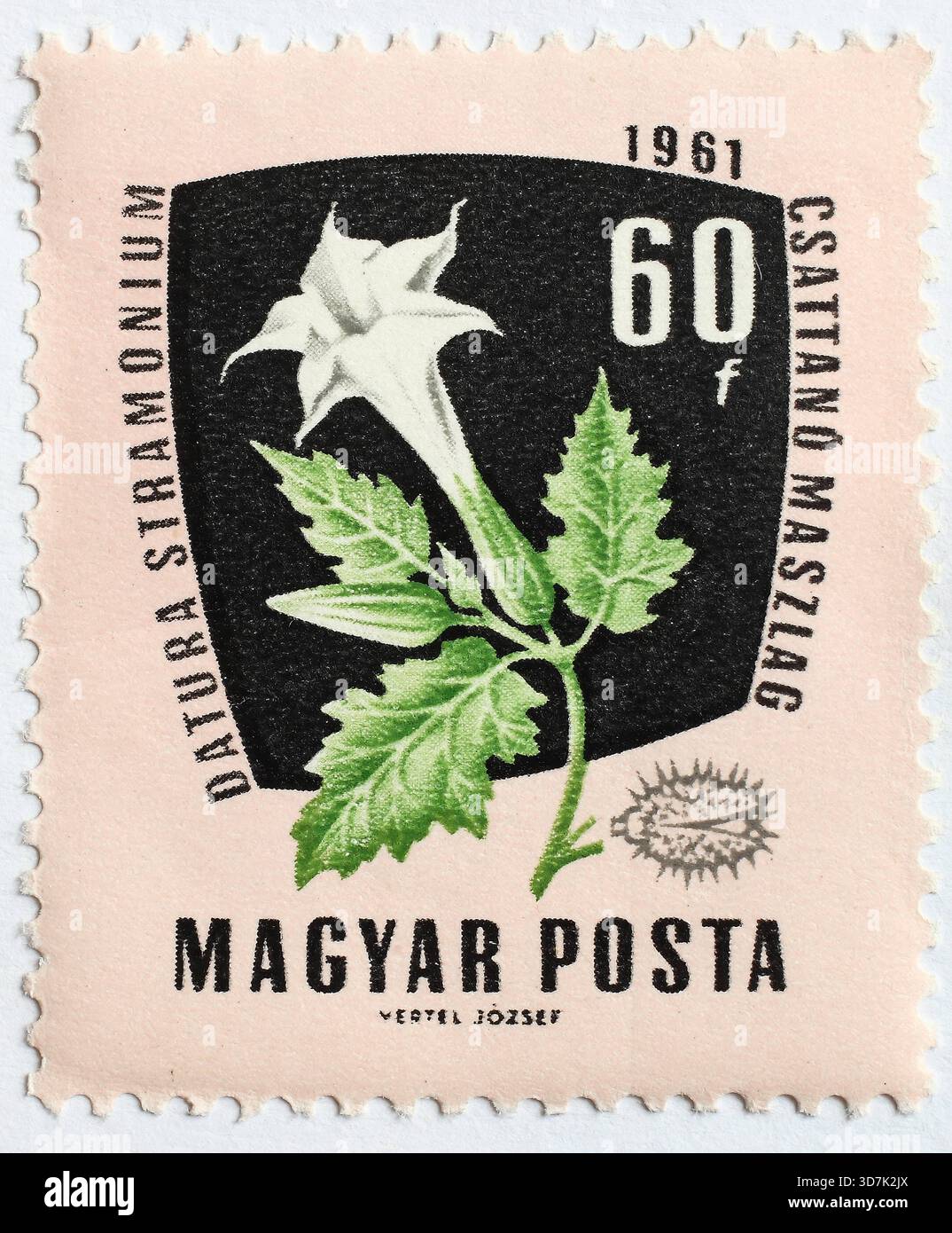 Heilpflanze als Briefmarkenmotiv, Datura stramonium, Stechapfel, Ungarn 1f-4880056 Stockfoto