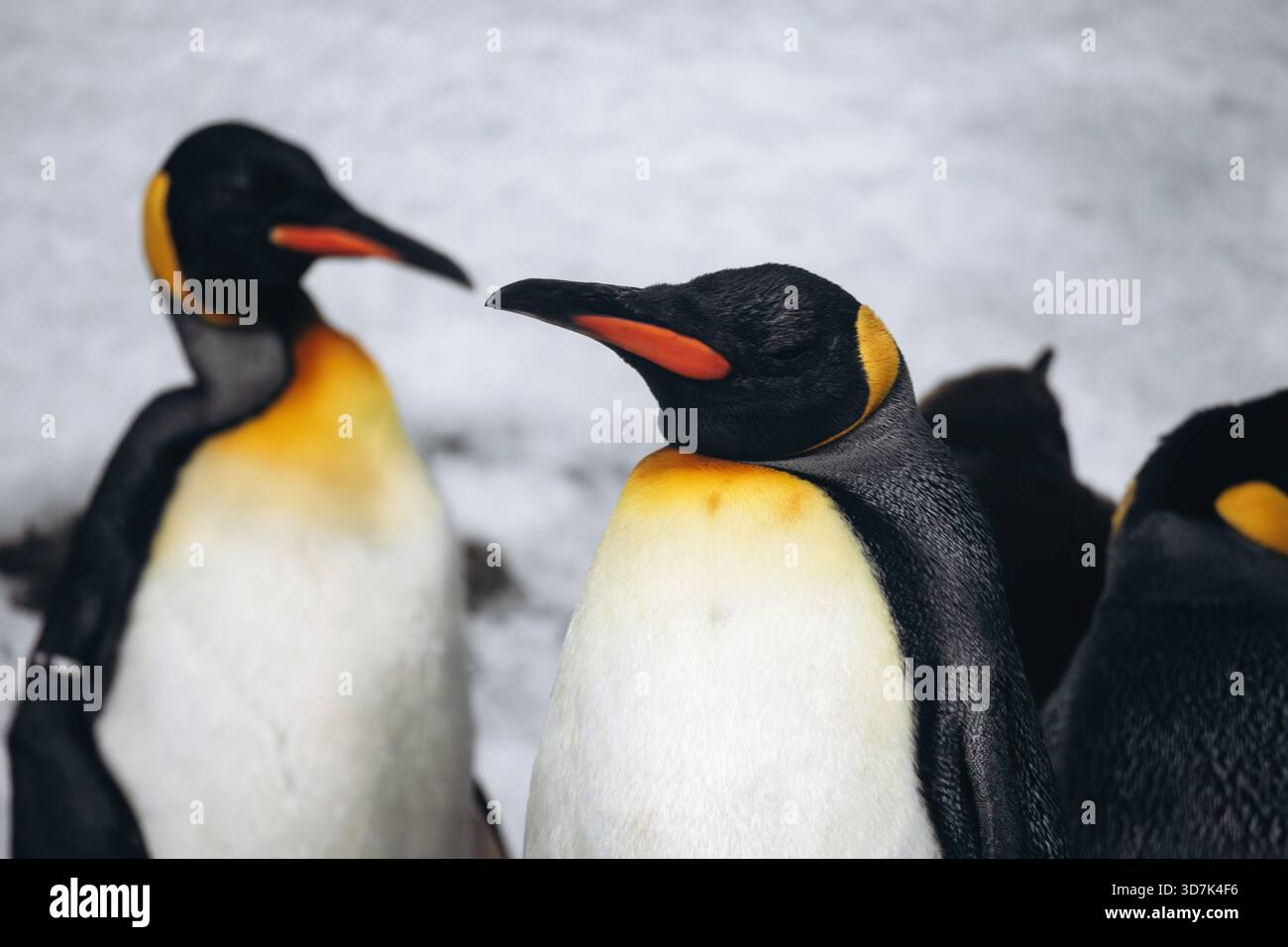 Gruppe von Königspinguinen, die auf Schnee in einem Zoogehege stehen Stockfoto