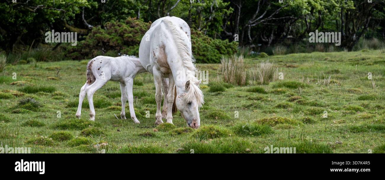 Ein Panoramabild eines wilden Bodmin-Pony-Fohlen, das von einer Stute auf dem Bodmin Moor in Cornwall in Großbritannien ernährt. Stockfoto