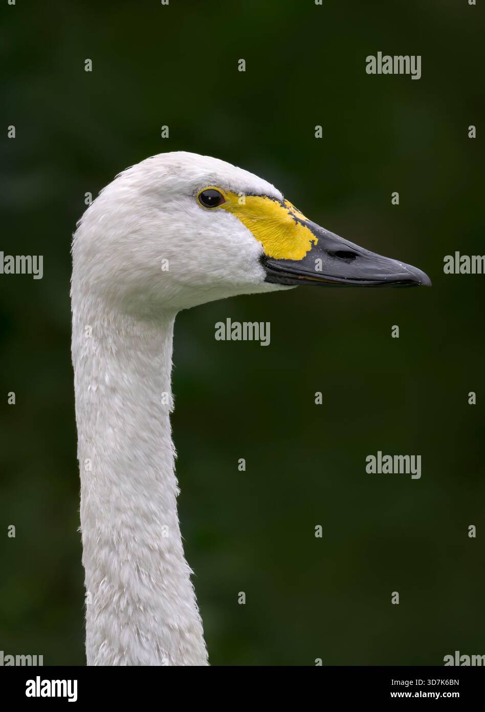 Porträt eines Bewick-Schwans im Seitenprofil mit markanten gelben und schwarzen Schatzmarkierungen, Gloucestershire, England, Großbritannien Stockfoto