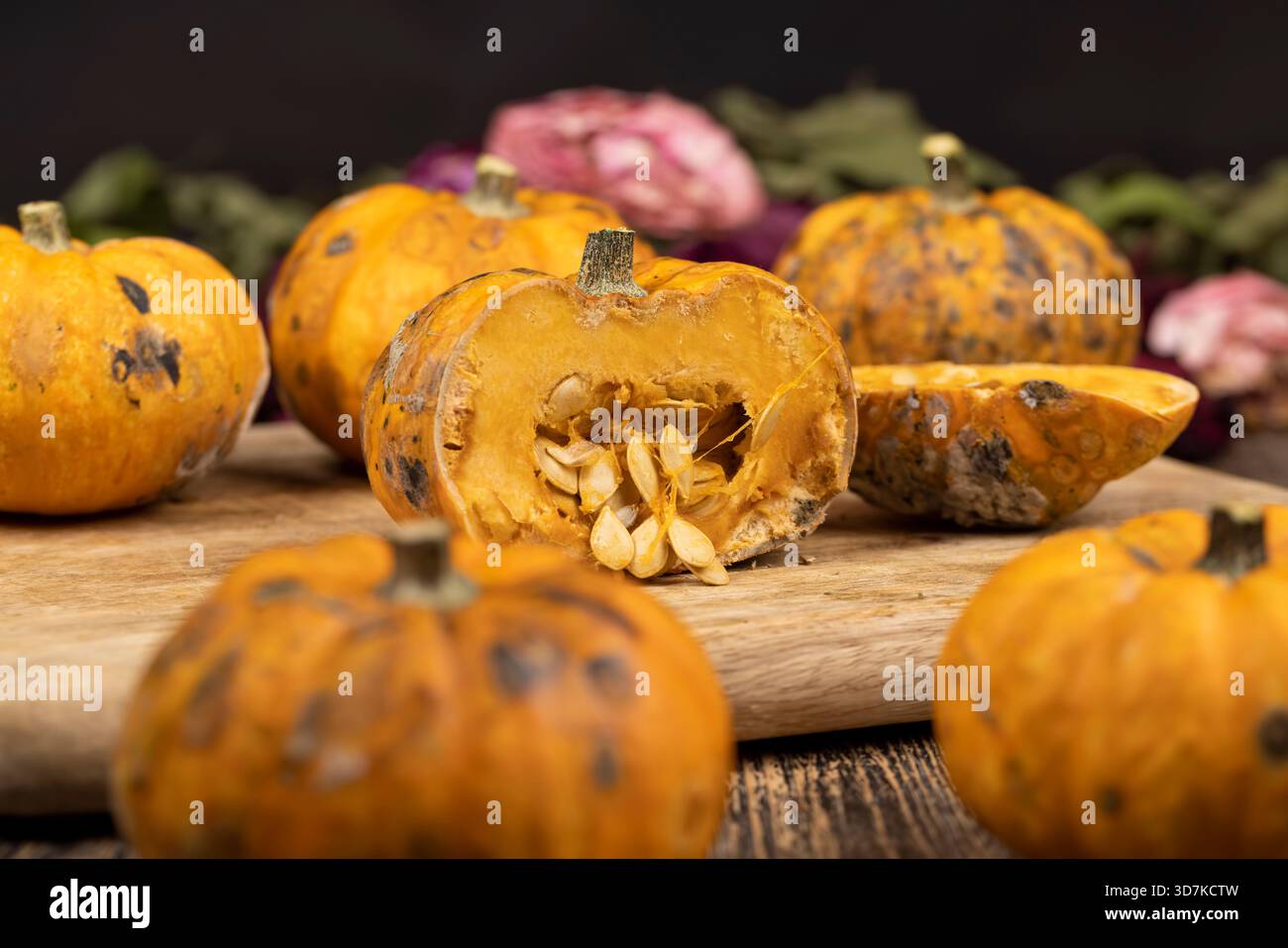 Schneiden Sie kleine gelbe Kürbisse, die vollständig mit Schimmel bedeckt sind, und verdorbene Kürbisse, die zu verrotten begonnen haben und mit Schimmel bedeckt sind Stockfoto