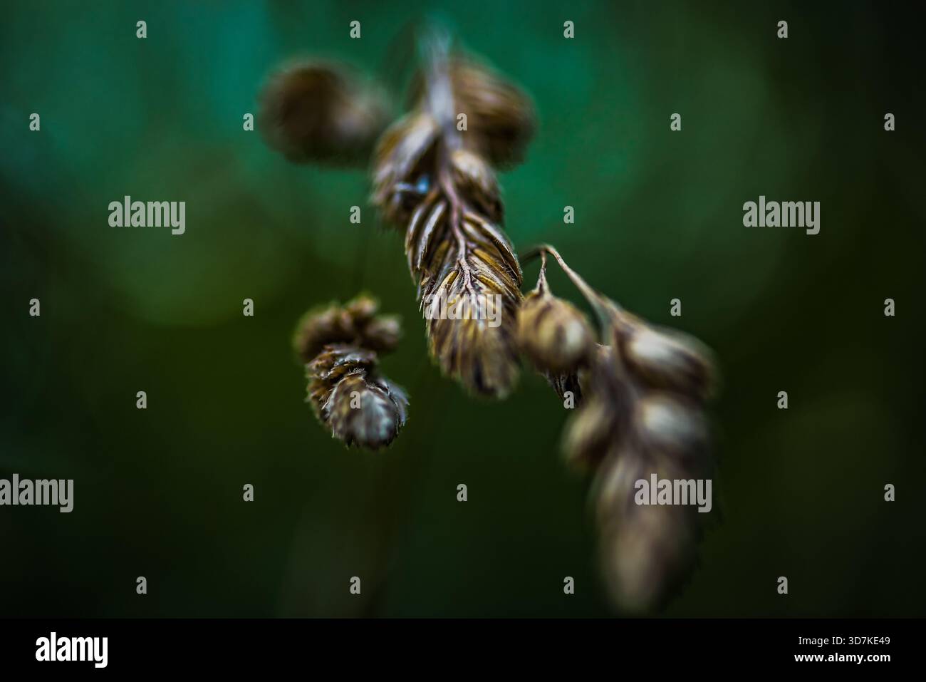 Makroaufnahme eines getrockneten Pflanzenstiels mit ungeöffneten Knospen mit braunen strukturierten Oberflächen gegen grünes Bokeh Stockfoto