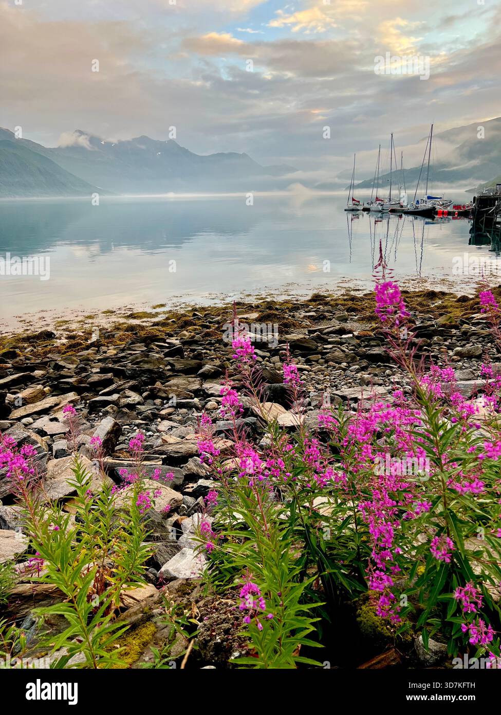 Kleiner Yachthafen mit Segelbooten und rosa Wildblumen am felsigen Ufer eines Fjords in der Nähe des Svartisen-Gletschers in Nordland, Nordnorwegen - Smartphone-aufgenommenes Stockfoto