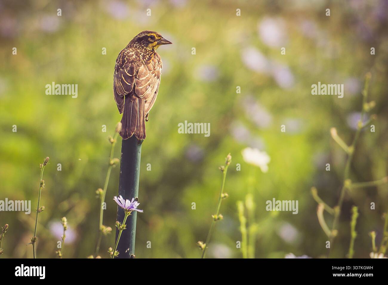 Kleiner brauner Vogel auf einem Pfosten, umgeben von Wildblumen auf einer Sommerwiese. Stockfoto