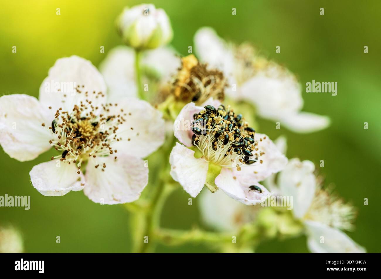 Armenischer brombeerbaum und Raps Stockfoto