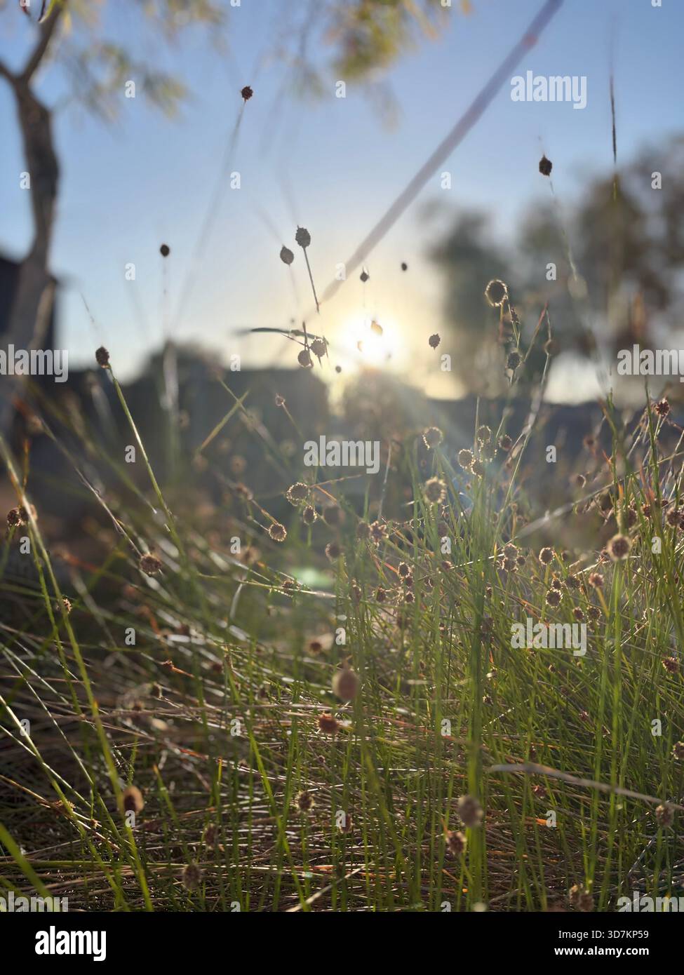 Nahaufnahme von Gras mit Hintergrundbeleuchtung - Smartphone-aufgenommenes Stockfoto