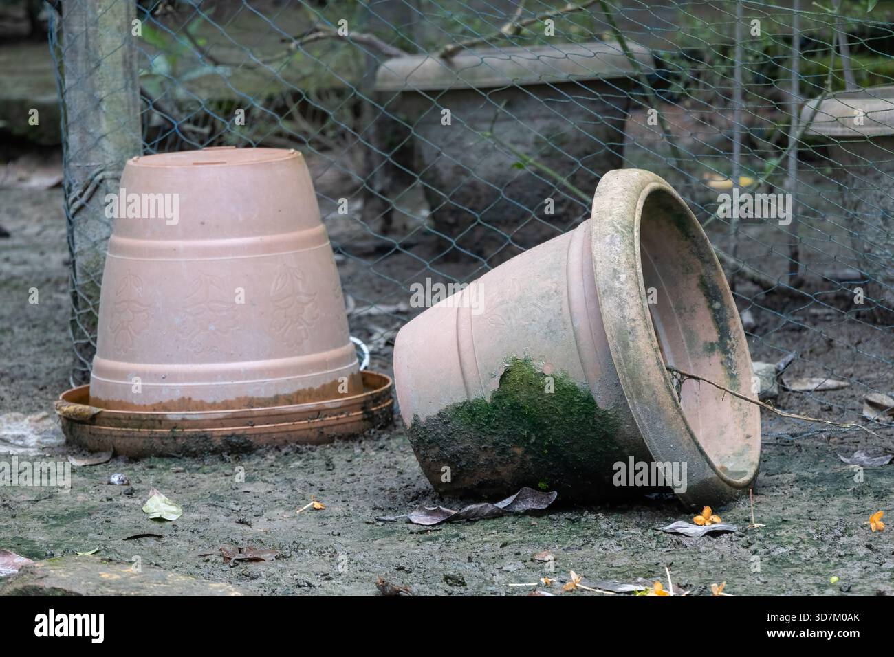 Nahaufnahme von zwei verwitterten Tonpflanzentöpfen, die in einem Dorfgarten im ländlichen Bangladesch liegen gelassen wurden. Einer ist umgekippt, der andere liegt auf der Seite mit Grün Stockfoto