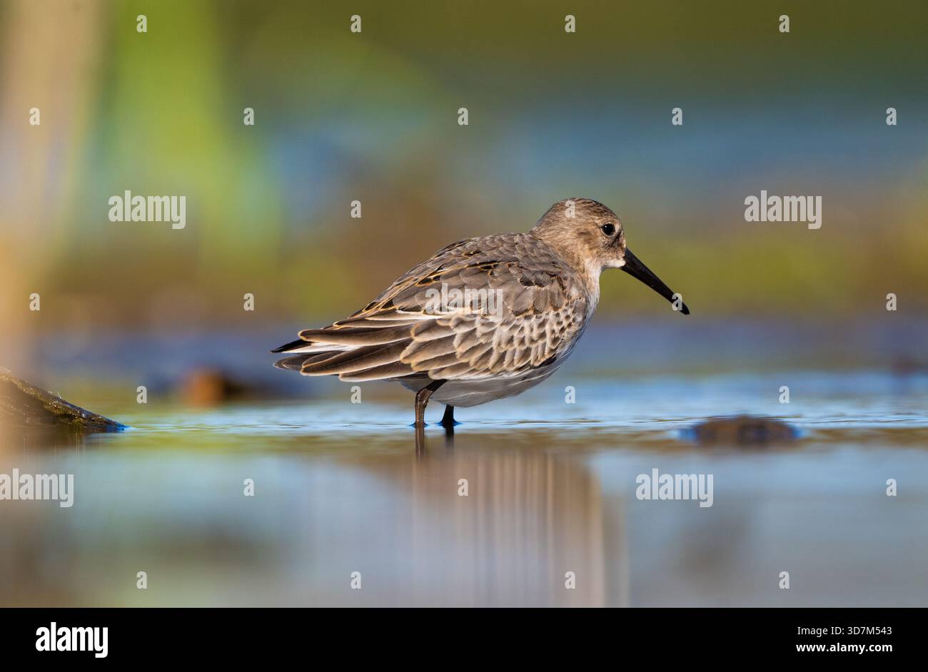 Dunlin Hängt Am Ufer Und Sucht Nach Essen Stockfoto