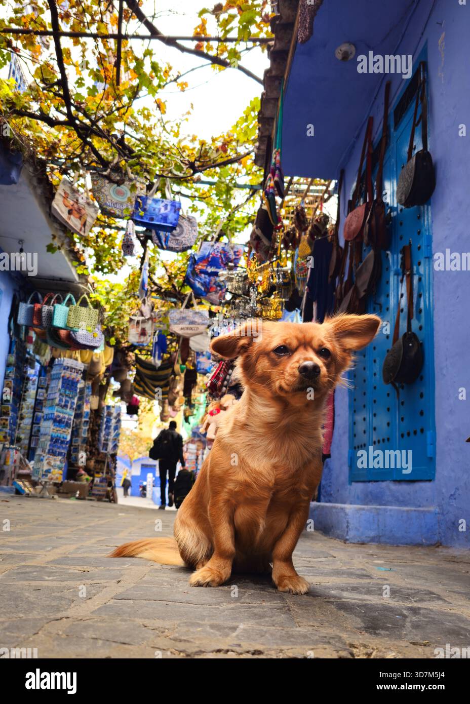 Das Blue Pearl, Chefchaouen, Marokko Stockfoto