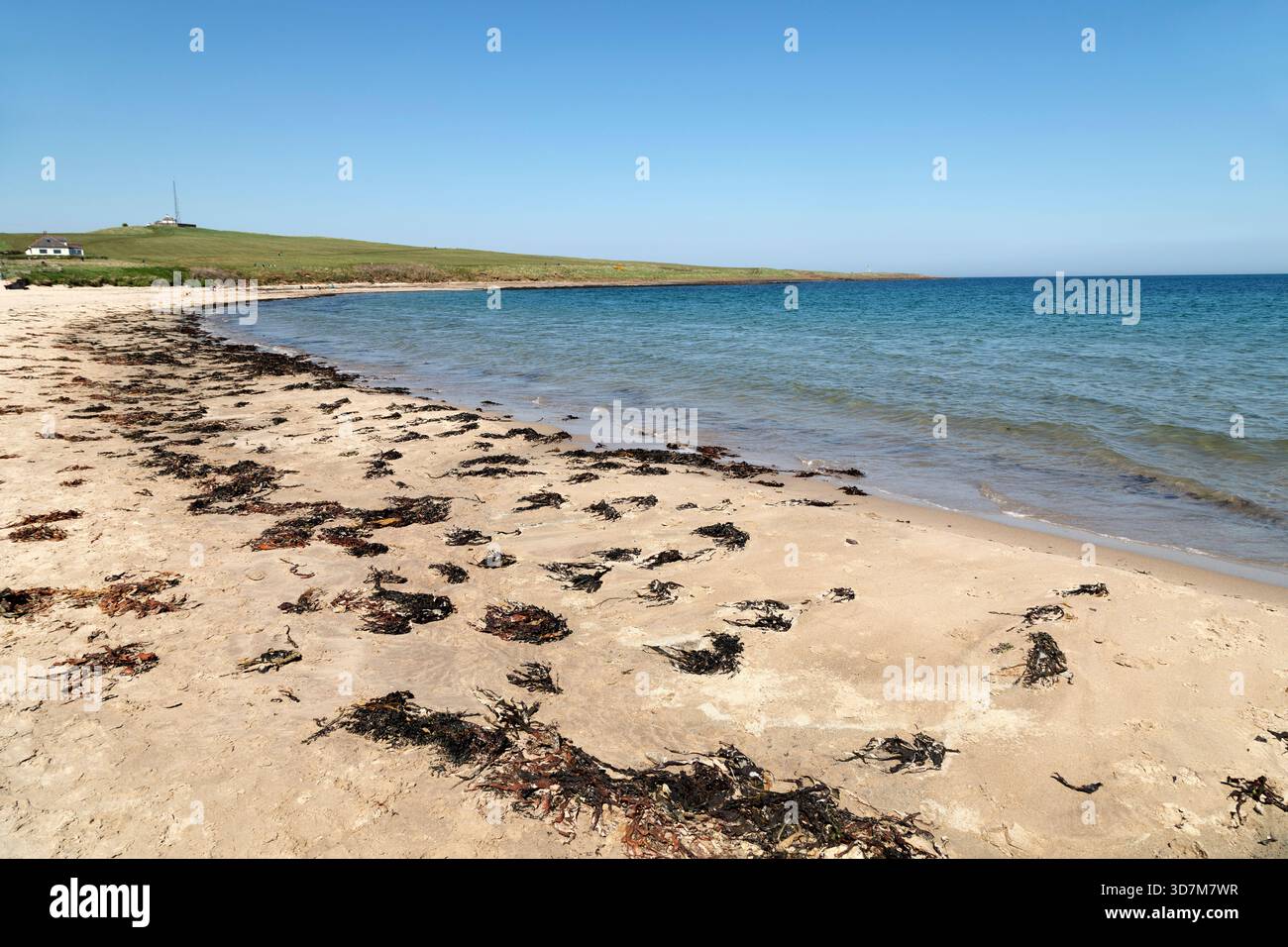 Embleton Beach in Northumberland, England. Seawed ist am Strand verstreut. Stockfoto