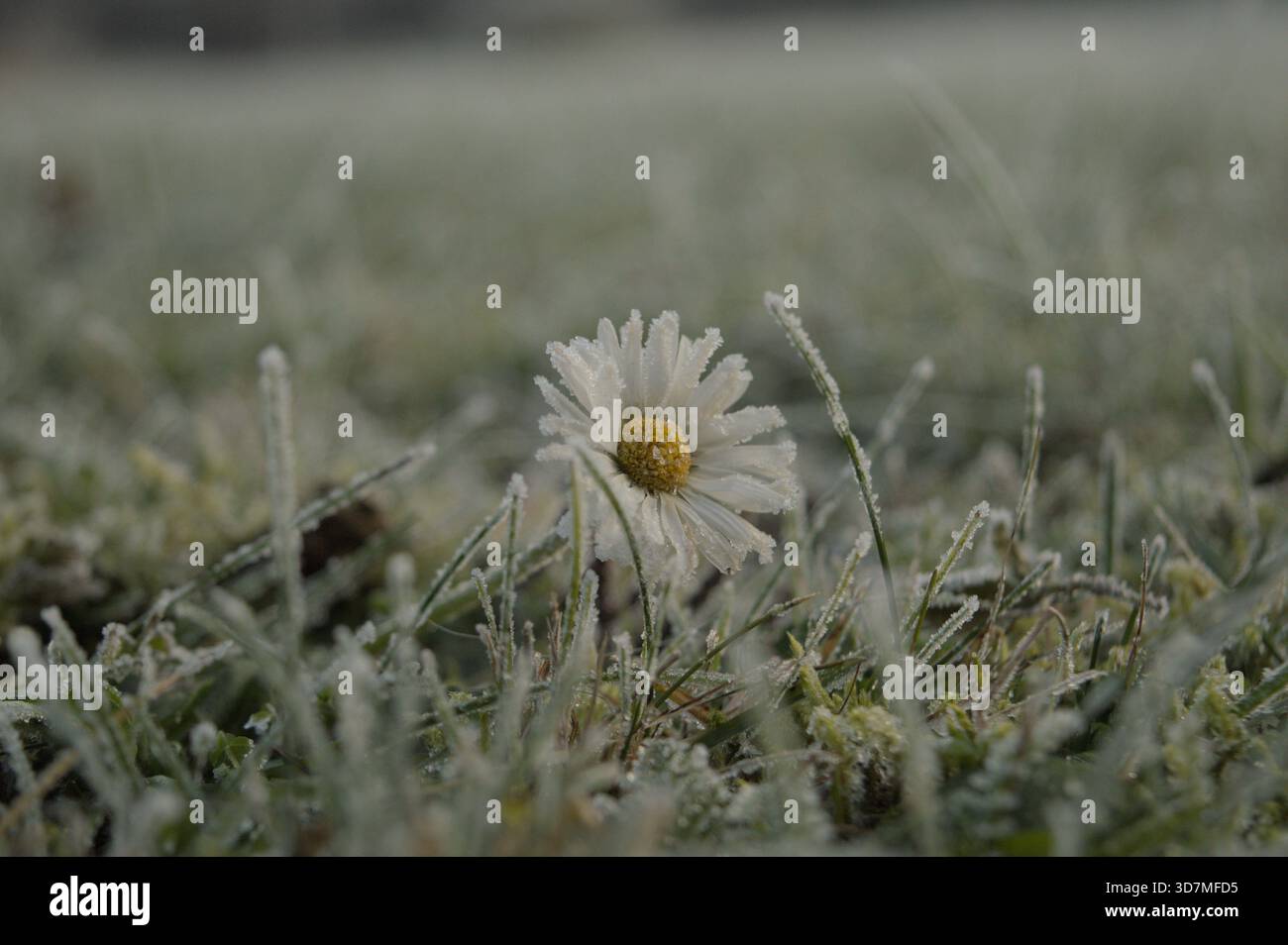 Eine einzelne Gänseblümchenblume bedeckt mit zartem Frost, die an einem kalten Wintermorgen zwischen eisigem Gras steht. In der Makroansicht werden die gefrorenen Blütenblätter und fi hervorgehoben Stockfoto