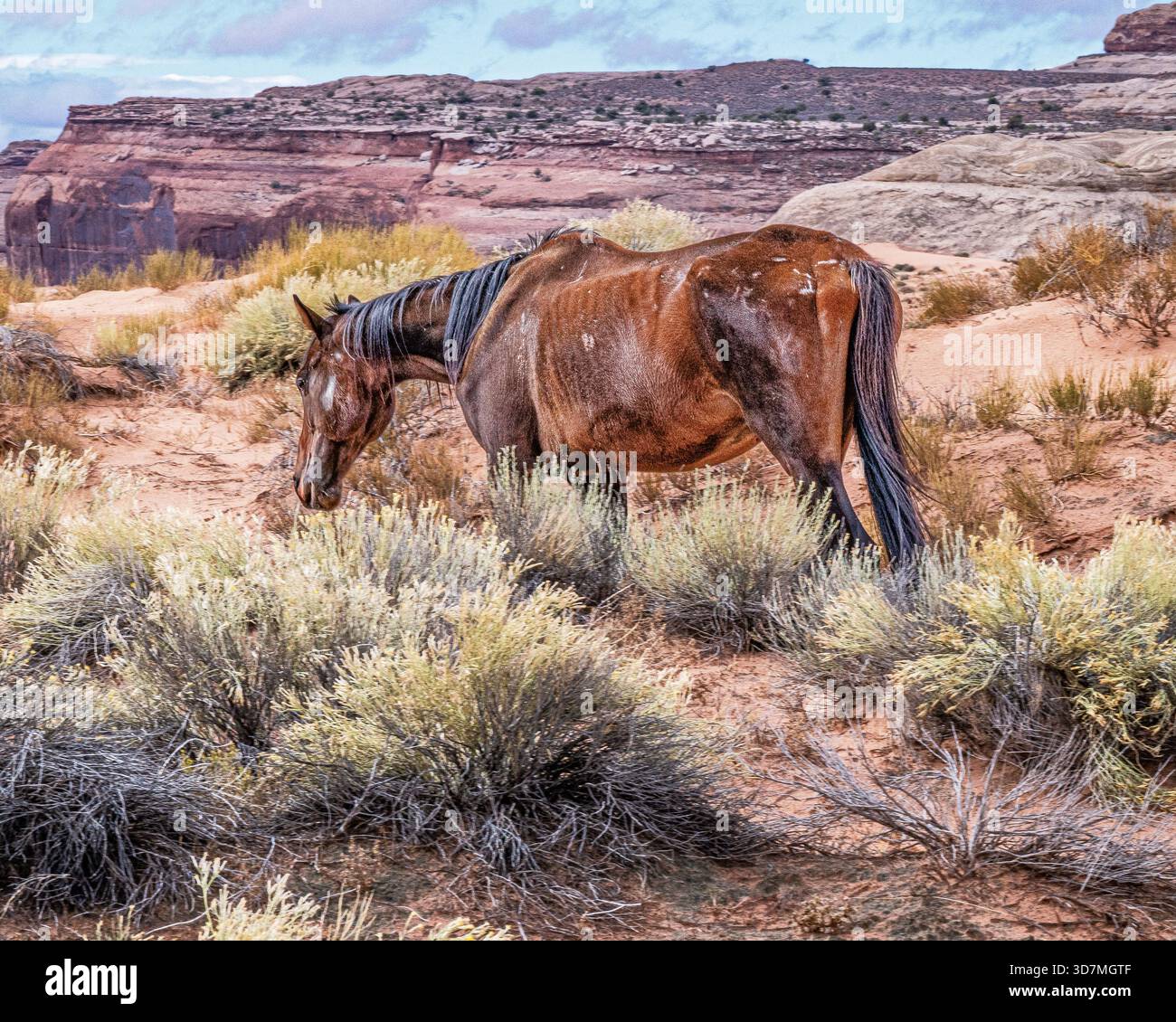 Wildpferd Equus ferus Bay Farbe im Südwesten der USA in Gestrüpp mit mesa im Hintergrund Stockfoto