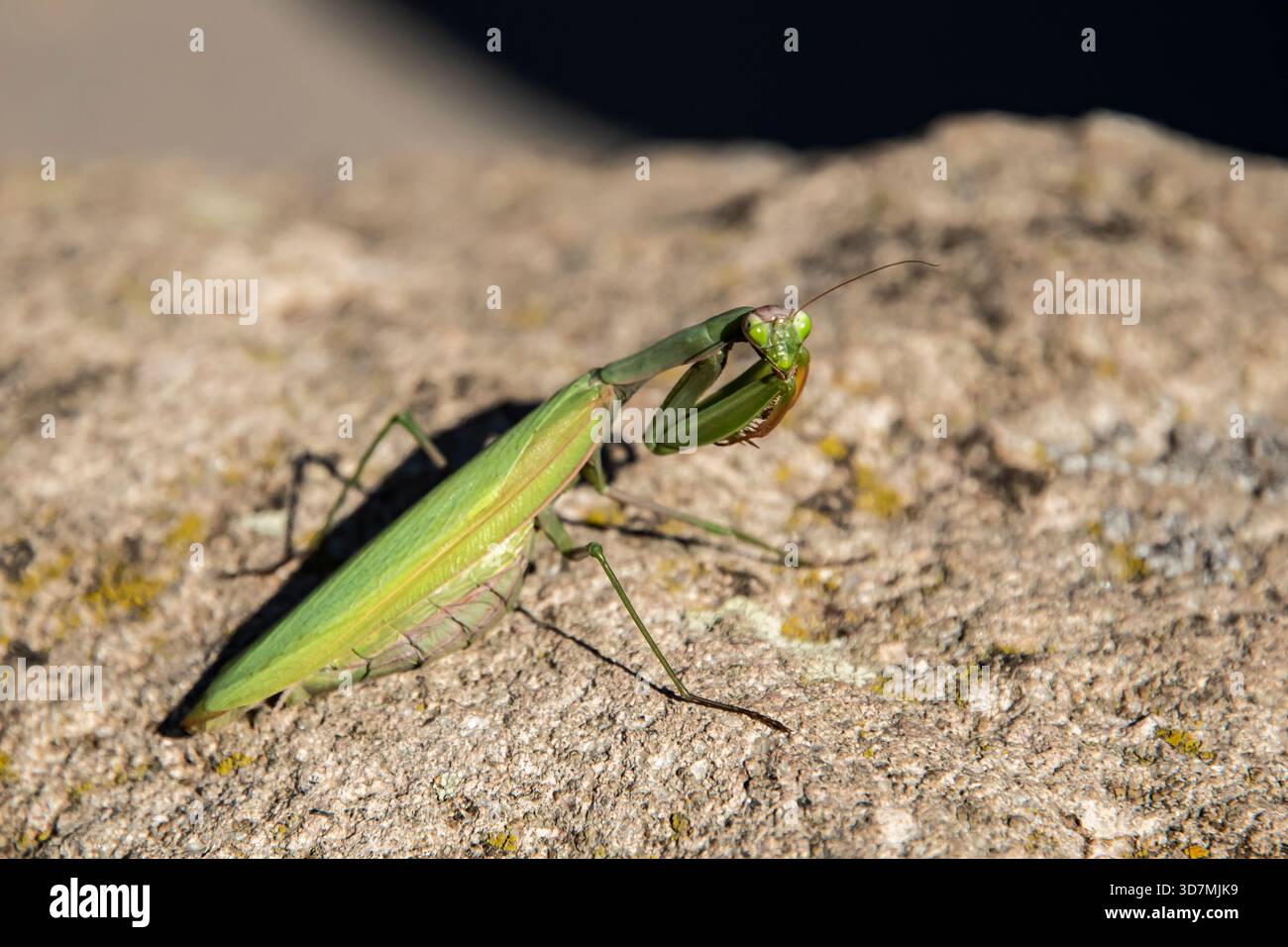 Nahaufnahme einer grünen Gebetshütte, die draußen bei Tageslicht auf einer sonnendurchfluteten Felsoberfläche steht Stockfoto