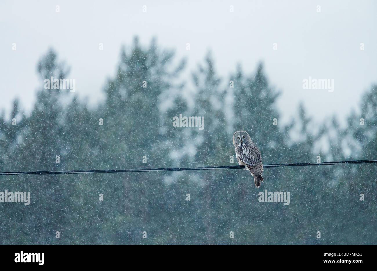 Eine majestätische graue Eulen (Strix nebulosa) thront auf einer Stromleitung in einer Winterlandschaft mit fallendem Schnee und einem dichten Hintergrund aus dem Wald in Fin Stockfoto