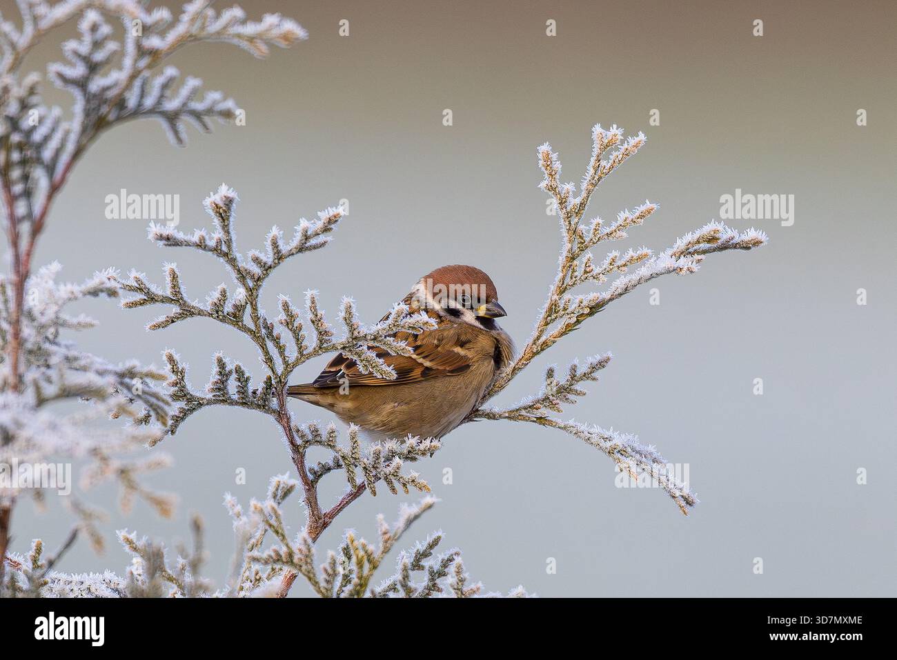 Passer montanus (Passer montanus) auf eisbedeckten Zweigen einer Thuja-Hecke in verschneite Winterlandschaft, Baden-Württemberg, Deutschland Stockfoto