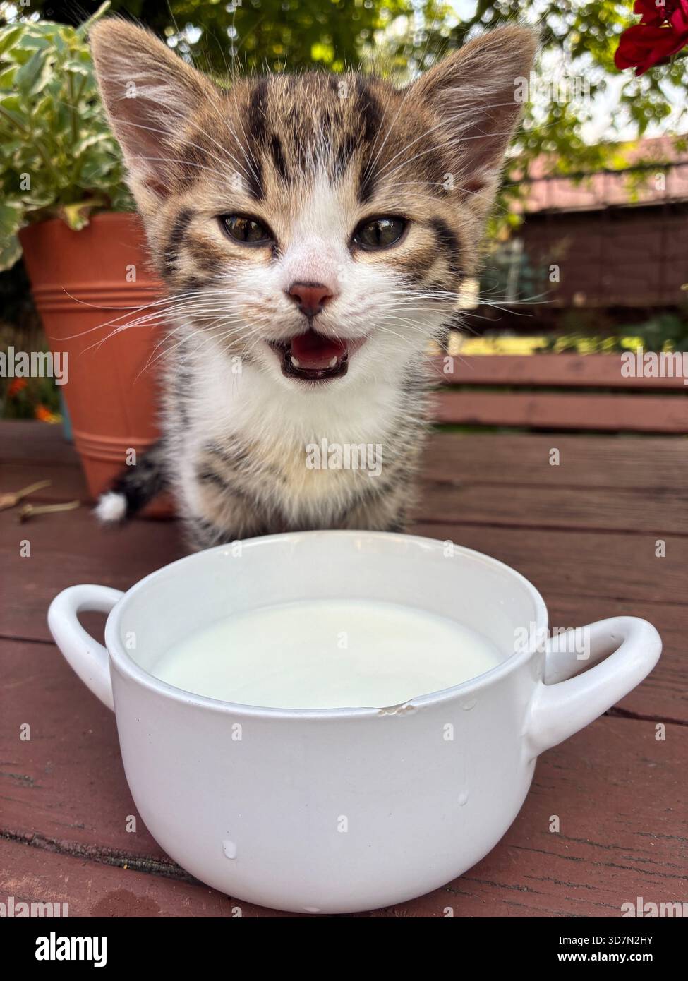 Ein neugieriges Tabby-Kätzchen sitzt neben einer weißen Milchschale auf einem hölzernen Tisch im Freien. Die helle Gartenkulisse mit Topfpflanzen sorgt für eine fröhliche, verspielte Atmosphäre Stockfoto