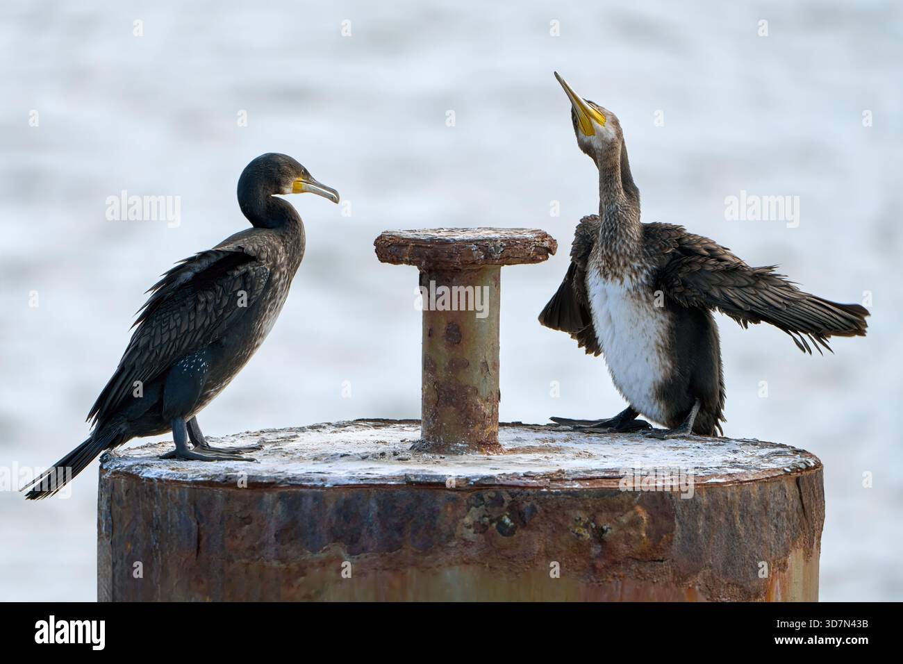 Zwei junge Kormorane (Phalacrocorax carbo), lustiges Verhalten an einem alten verrosteten Metallpfosten Stockfoto