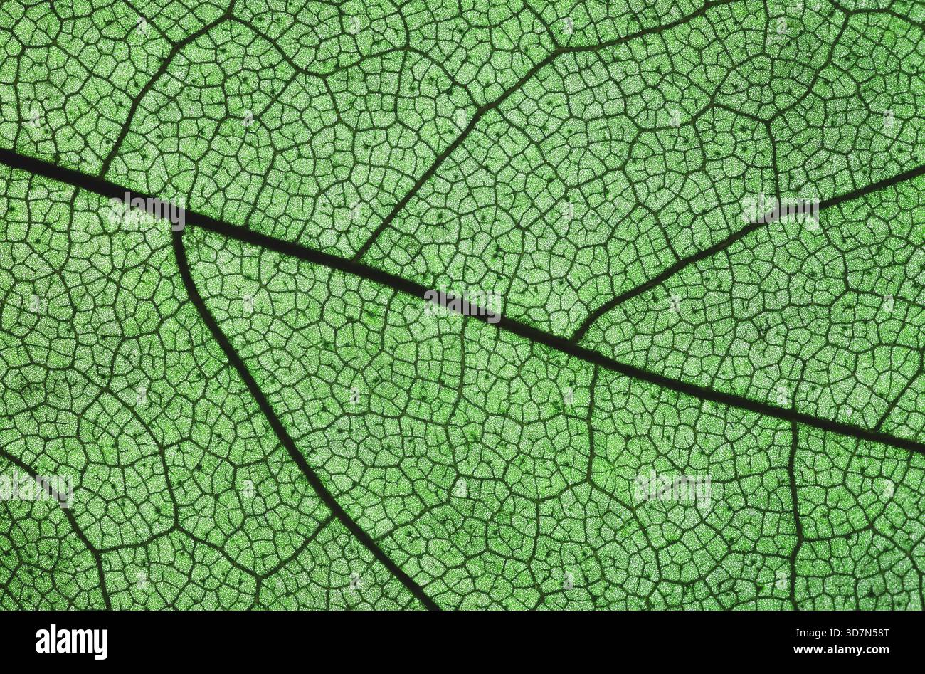 Detaillierte Makroaufnahme der Blattverführung mit satten Grüntönen und ausgeprägten Aderkontrasten. Hervorragend für Naturhintergründe, Bio-Produktmarkierung. Stockfoto