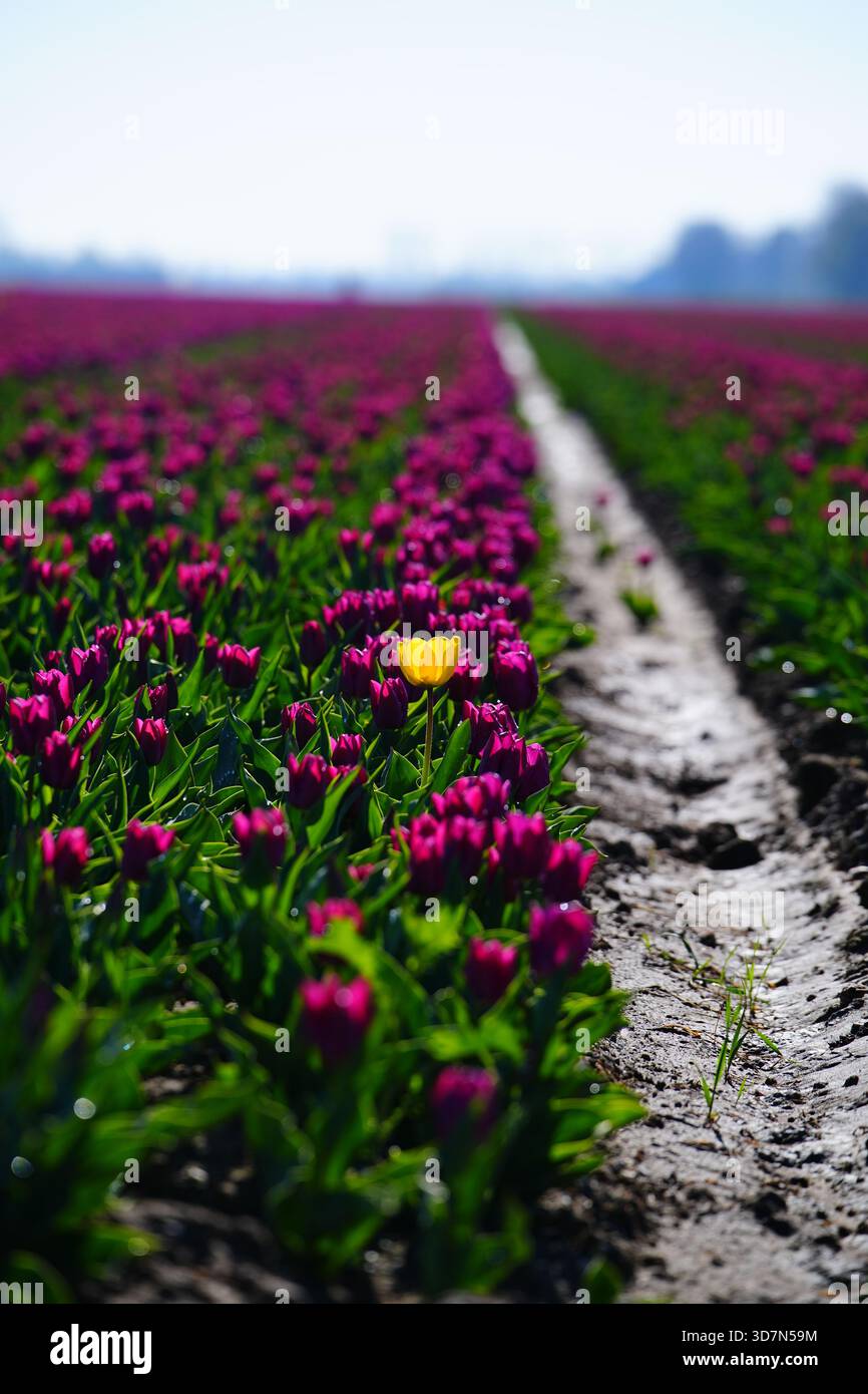 Eine gelbe Tulpe steht in einem Feld aus violetten Tulpen Stockfoto