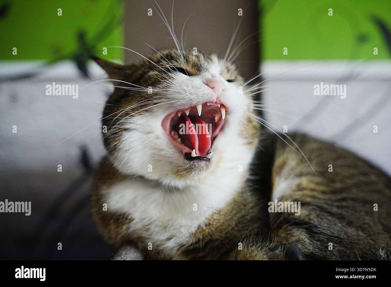 Gähnende Hauskatze mit Zähnen und offenem Mund Stockfoto
